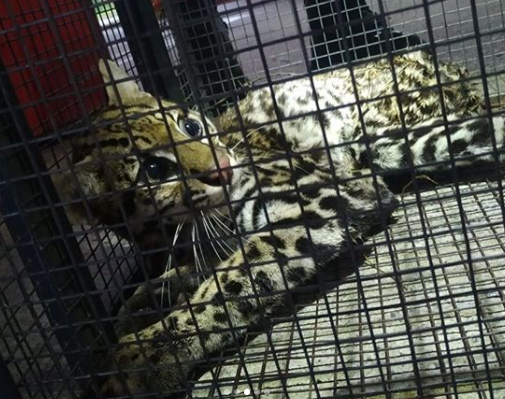 Sul de Minas: jaguatirica fica presa em cerca e é resgatada em Três Pontas